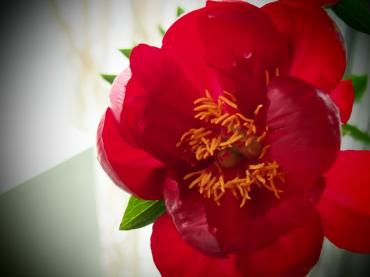 初投稿です！！｜「ＨＡＮＡＺＥＮ　ＦＬＯＷＥＲＳ」　（北海道岩見沢市の花キューピット加盟店 花屋）のブログ